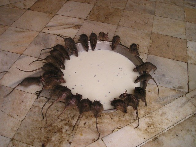 Hvor mange rotter er det i et rede?