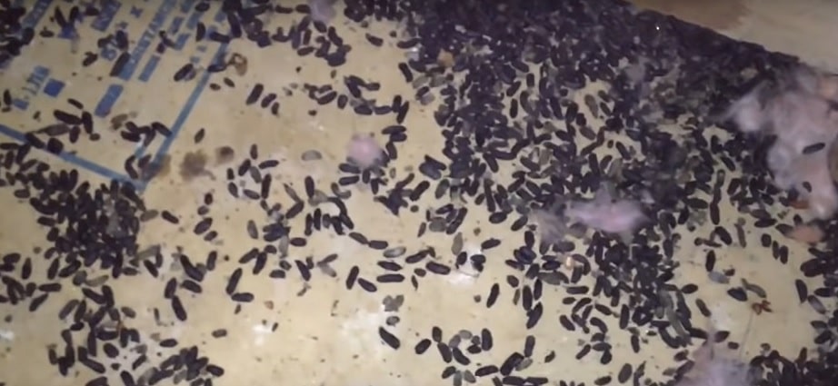 Rat Poop or Mouse Droppings? This Is What It Looks Like!
