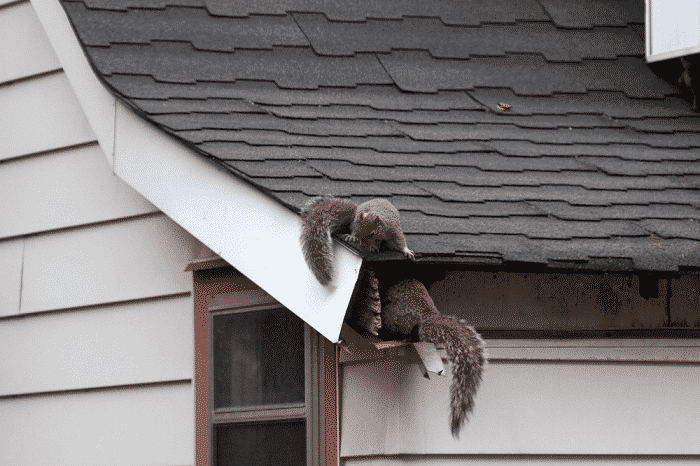Family of squirrels in attic
