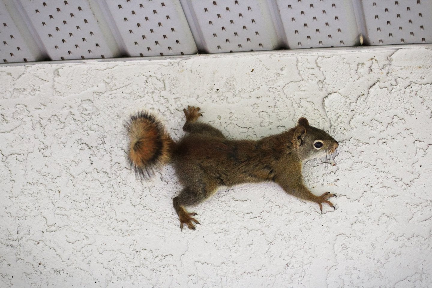 How To Get Rid Of Squirrels In The Attic