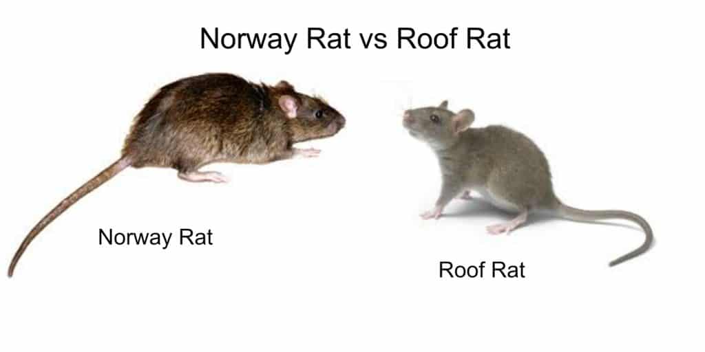 Roof Rat vs Norway Rats