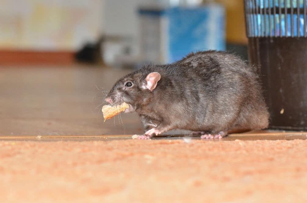How to Catch a Smart Rat: Some Great Tips