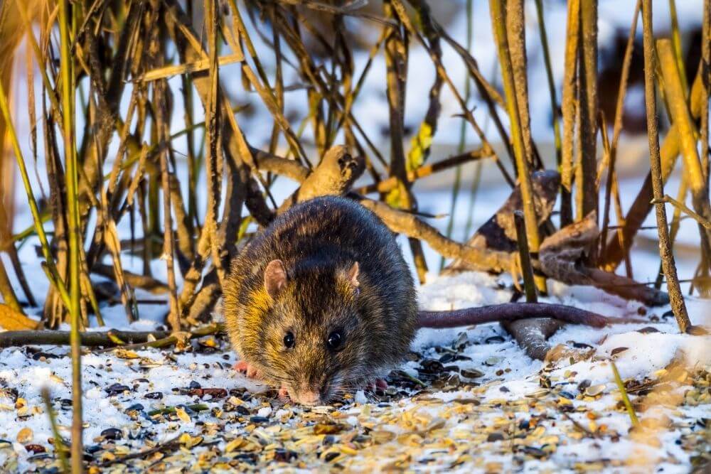 Rat roaming during winter