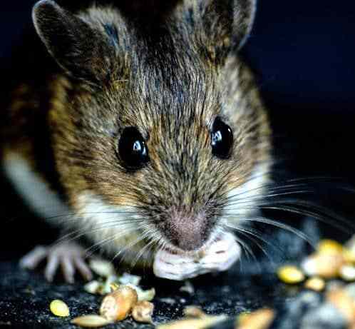 Mouse-Eating.jpg