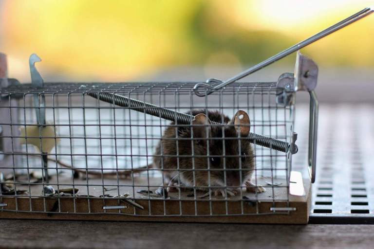 Rat trap in a cage