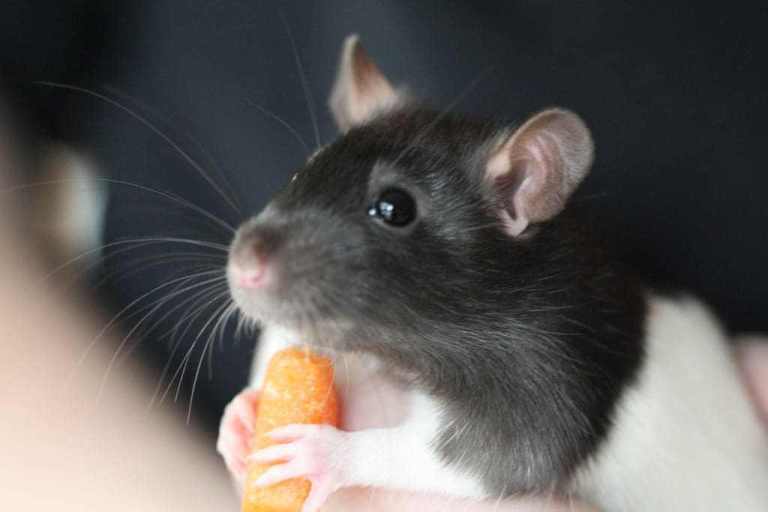Rat eating carrot