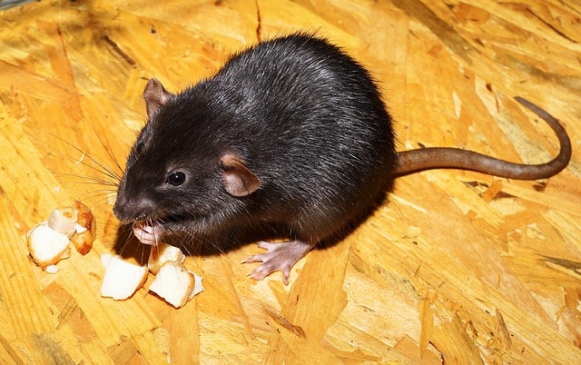 rat eating cheese on the floor