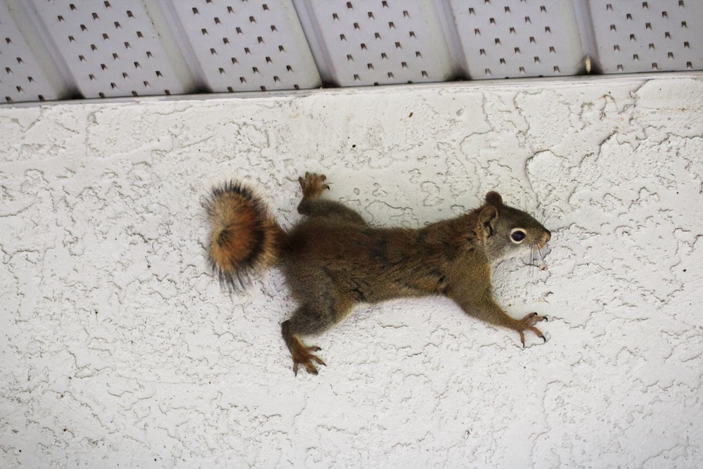 squirrel hanging on wall