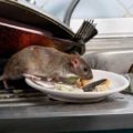 Rodent eating left over food on sink