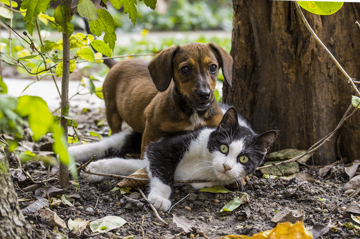 Brown dog and Black and white cat playing with each other in the garden