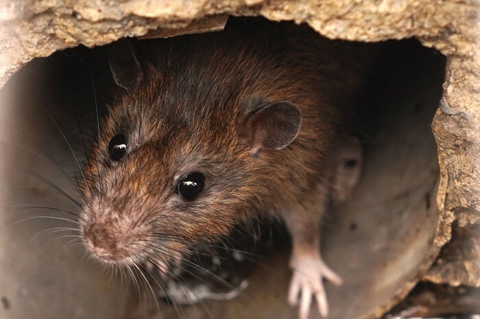 Closeup picture of rat from drain gate