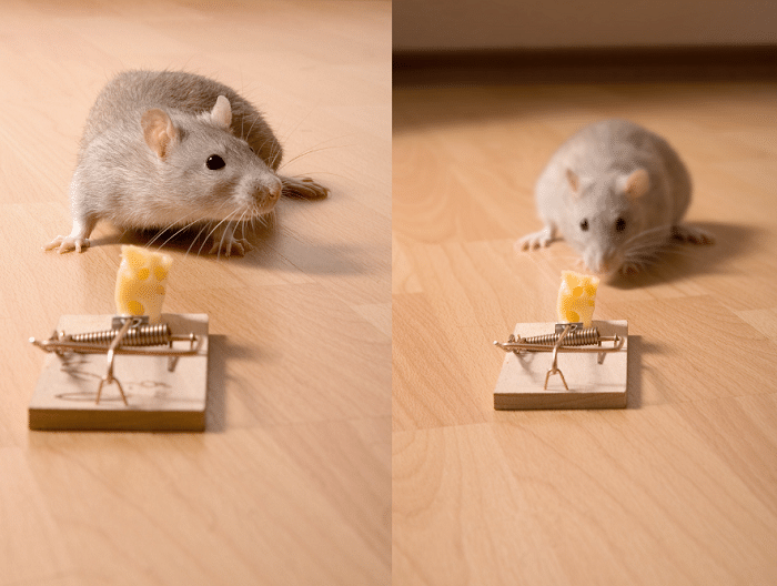 Gray mouse getting close to a mousetrap with cheese bait