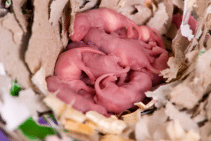 Newborn rats in a nest made out or cardboard