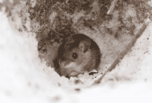 rat burrowing a hole in winter