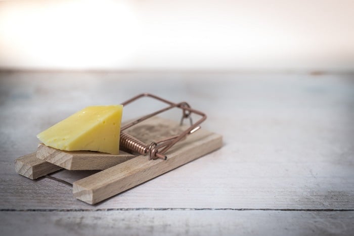Yellow cheese placed on a mouse trap