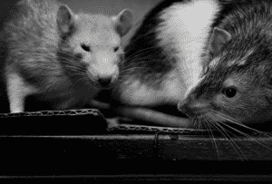 Mischief of rats
