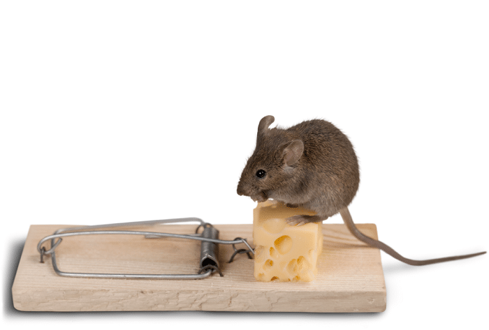 mice eating cheese on the trap