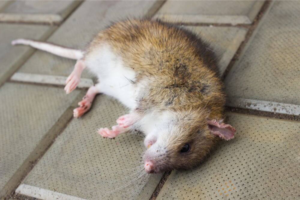 Poisoned dead rat