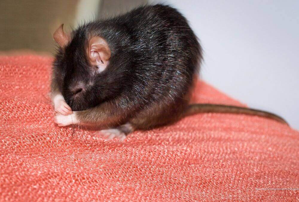 Black rat cleaning itself face