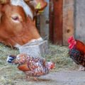 Cow and chickens in the farm