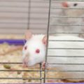 Curious white laboratory rat