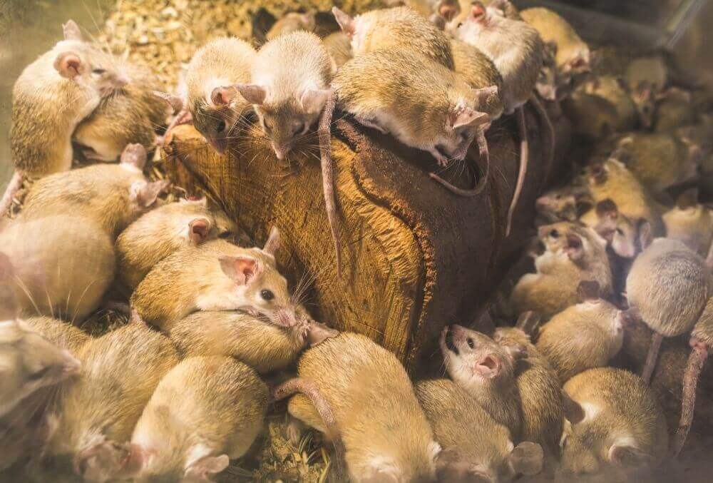 Mischief of brown rats