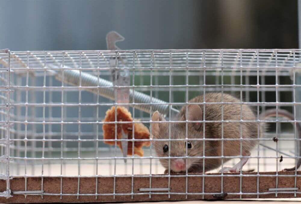 Mouse caught in live trap
