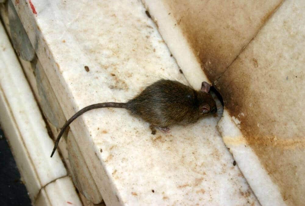 Rat entering hole in farm