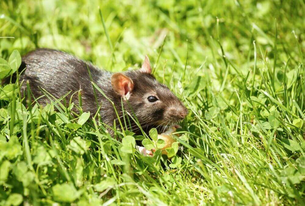 Rat in green grass