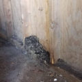 Rat poop and nest in wood shed