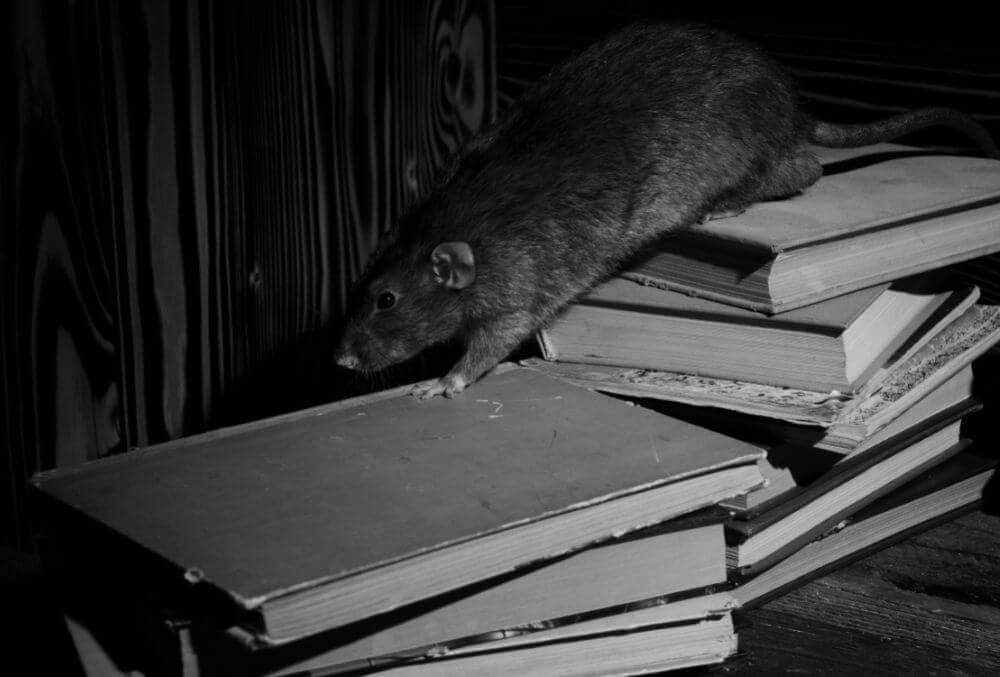 Rat walking on top of damaged books