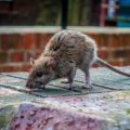 Rat walking outside an urban area