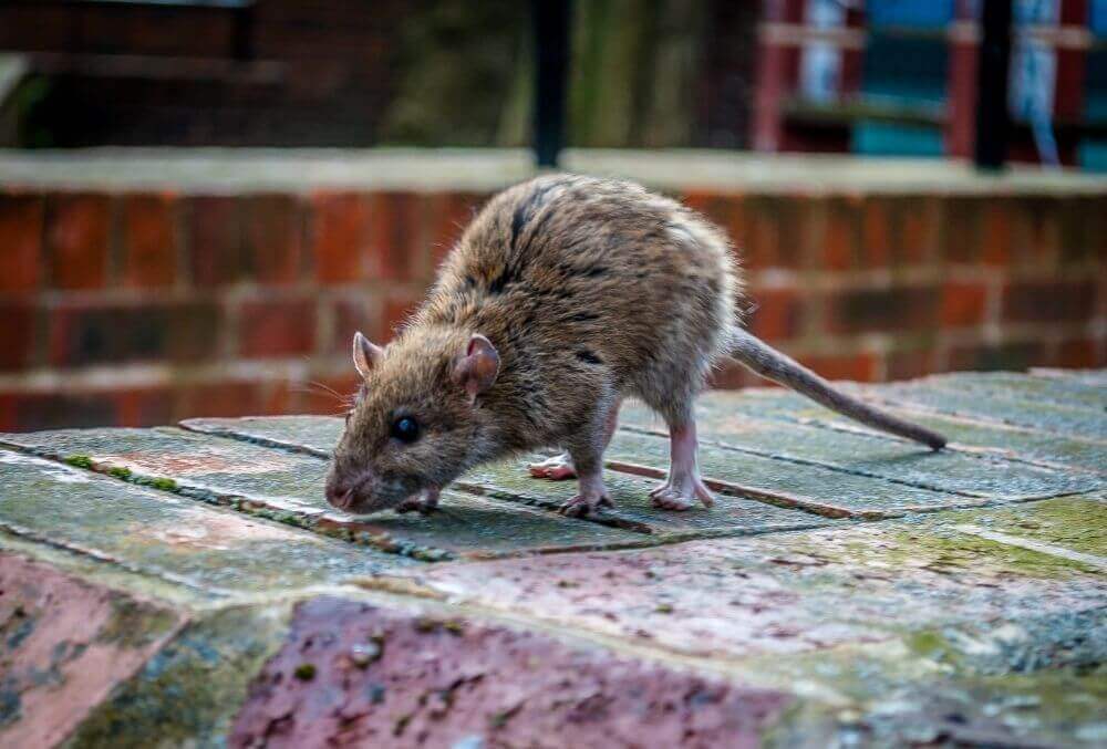 Rat walking outside an urban area