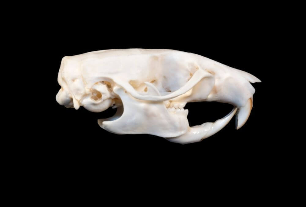 Rats skull featuring rats teeth