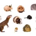Set of rodent pets