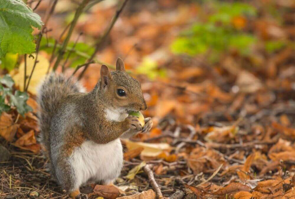 Squirrel in garden eating nuts
