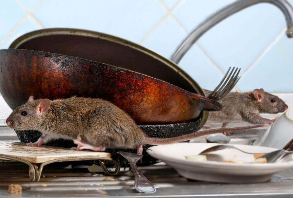 Two young rat climbs on dirty dishes in the kitchen