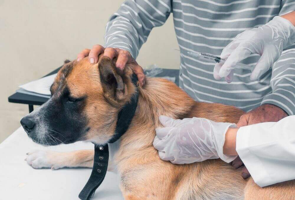 Veterinarian use syringe giving dog vaccine