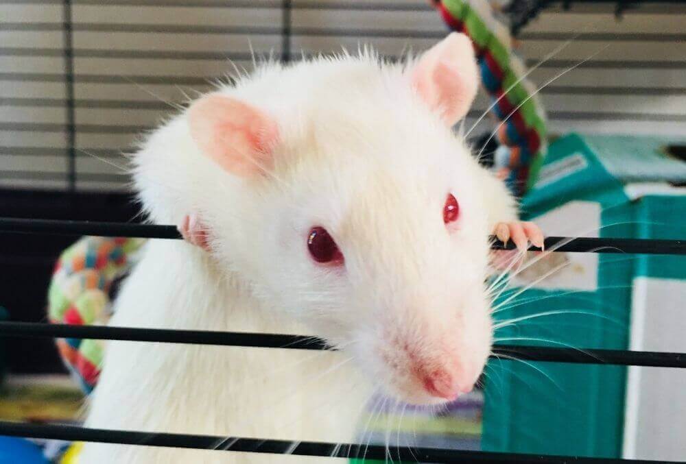 White rat in black cage with red eyes