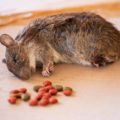 Rat died by eating poison pellets