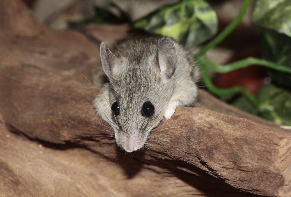 Will Antifreeze Kill Rats Effective Homemade Pest Remedy
